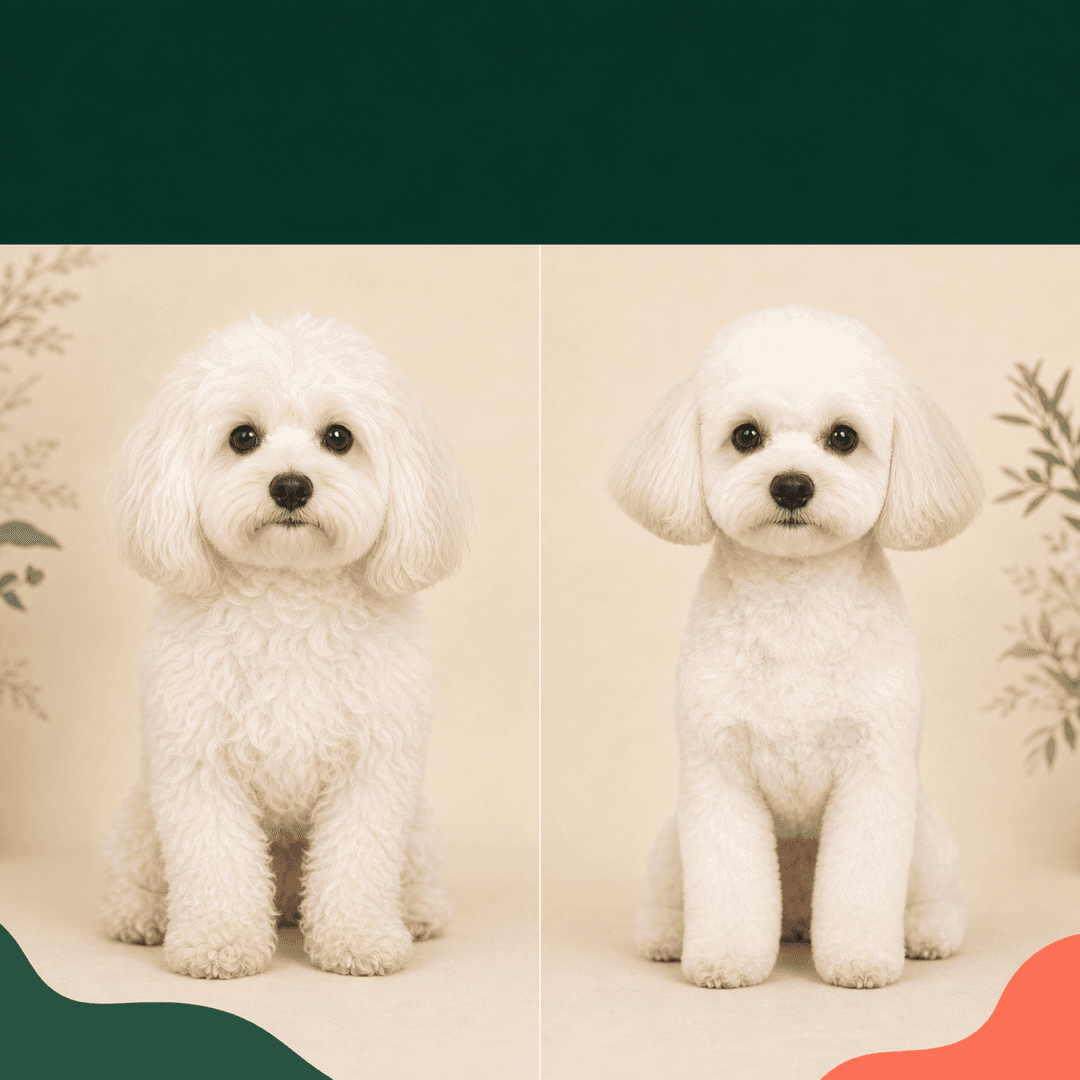 Small white Maltipoo-type dog shown in a clean grooming preview
