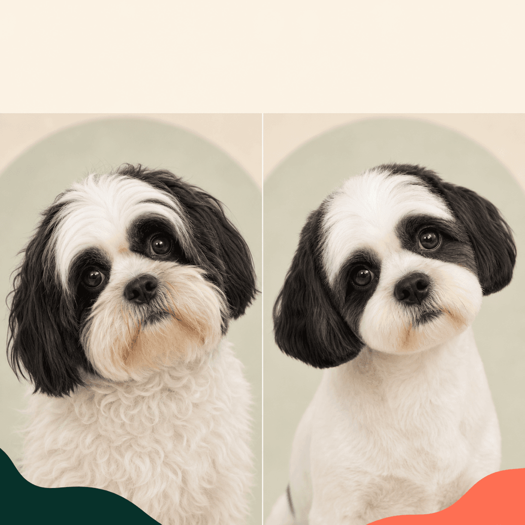 Small long-haired dog shown before and after a tidy grooming preview